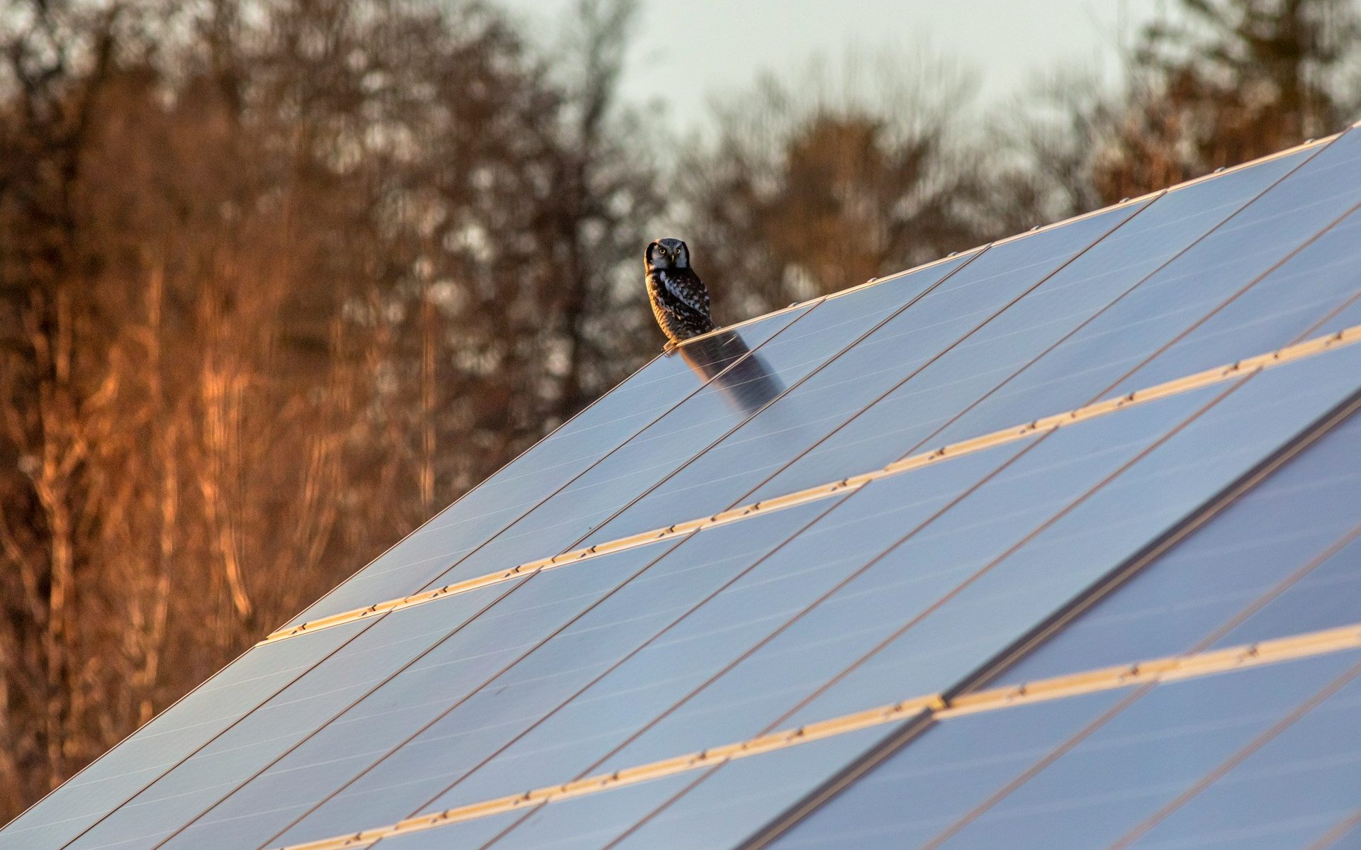 a bird sitting on top of a metal roof